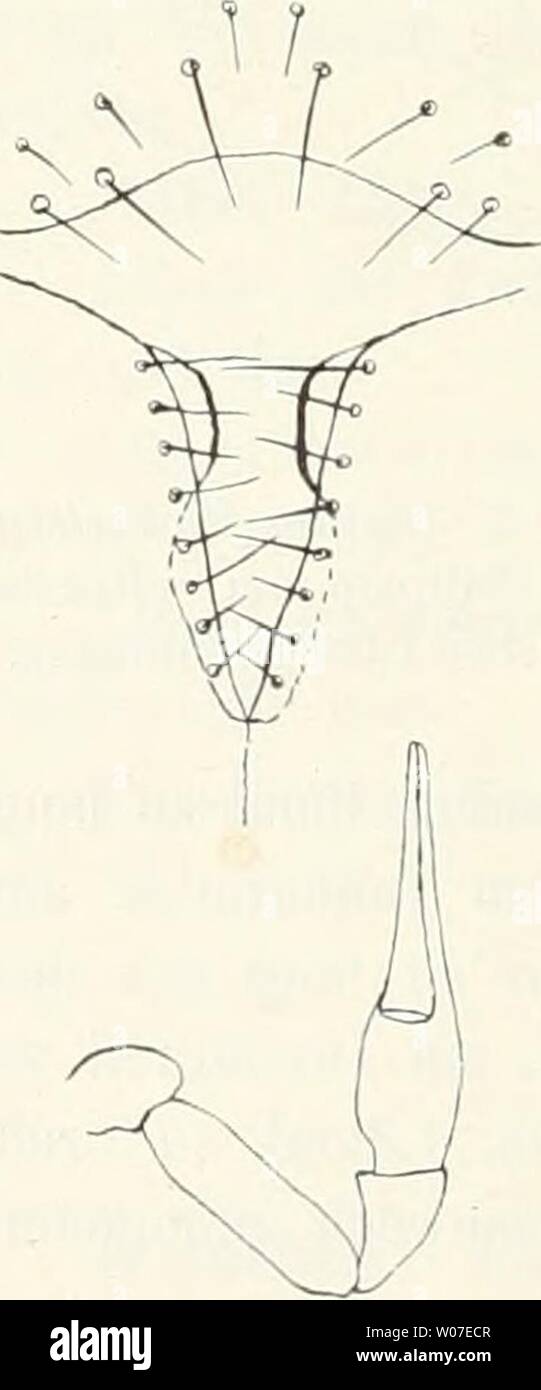 Archiv Bild ab Seite 553 von Die Fauna Südwest-Australiens; Ergebnisse, Hg. Sterben Fauna Südwest-Australiens; Ergebnisse, hg. von W. Michaelsen und R. Hartmeyer diefaunasdwest 02 hamb Jahr: 1907 414 Al. E. TULLGREN, förmig und paarig geordnet. Das erste Glied des vierten Tarsus an der Basis mit einem langen, taktilen Haare. Krallen ungezähnt, Arolium einfach. Maße. Länge des vorderleib: 0,85 mm; 2,55 mm des Abdomen sterben. Länge der Pedipalpenglieder: II III 0,38; 0,68; 0,68; IV Va 0,66; Vb 0,7 mm. Länge des ersten Beinpaares: Femur ich 0,28; II 0,2; 0,32; Teer Tibia - sus ICH 0,152; II 0,152 mm Stockfoto