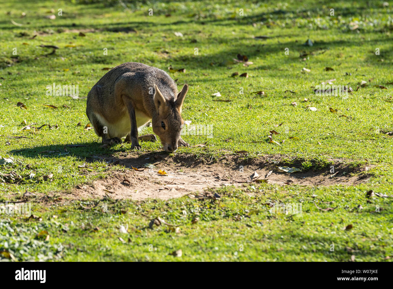 Patagonian Mara, Dolichotis patagonum. Diese großen Verwandte der Meerschweinchen sind in der patagonischen Steppe Argentiniens, sondern leben in anderen Bereichen Stockfoto