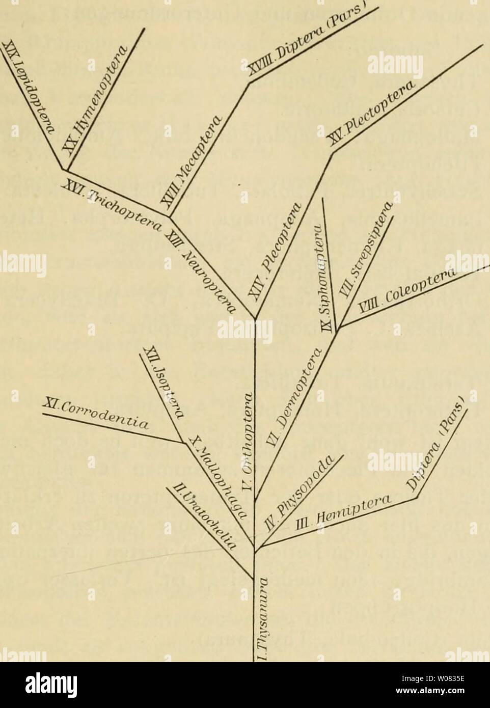 Archiv Bild von Seite 1232 von fossilen kämpfen und sterben sterben. Die fossilen kämpfen und sterben Phylogenie der rezenten Formen; ein Handbuch für Paläontologen und Zoologen diefossileninse 00 Hand Jahr: 1908 Chronologische Übersicht der wichtigsten Systeme und Stammbäume der rezenten Kämpfen. 1217 Ordnung Uratochelia Japygiden umfasst sterben, sterben kurz früher von Cook den Namen Dicellura erhalten hatten Sterben. Plectoptera Sindh sterben Ephemeriden. 1897 teilt J. B. Smith (Wissenschaft (2) V. 671) sterben Kämpfen wieder Lichtblick / den Mundteilen in eine saugende und in eine mandibulate Gruppe. In erstere Start Stockfoto