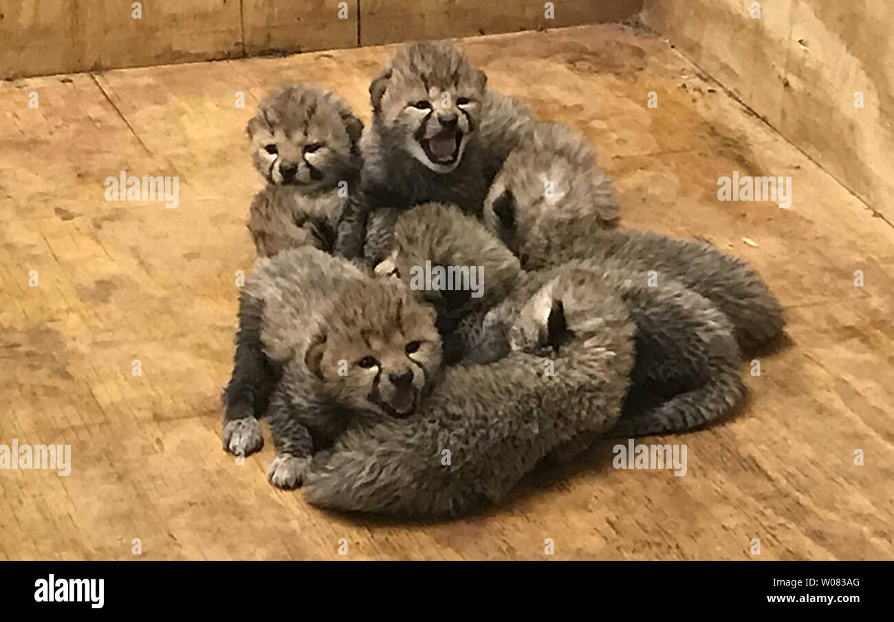 Zum ersten Mal in Saint Louis Zoo Geschichte, ein gepard Geburt zu acht cheetah Cubs gegeben hat, war es am 3. Januar 2018 ergab. Die jungen, drei Männer und fünf Frauen, wurden an der Saint Louis Zoo River Edge Geoparden Zentrum am 26. November 2017 geboren. Mutter und Welpen sind gut und werden in Ihrer eigenen, indoor Mutterschaftshöhle hinter die Kulissen River's Edge bleiben für die nächsten Monate. In über 430 Würfe dokumentiert von der Vereinigung der Zoos und Aquarien (AZA), ist es das erste Mal, dass eine Gepardin produziert hat und auf eigene Faust einen Wurf von acht Jungen in einem Zoo aufgezogen. Stockfoto