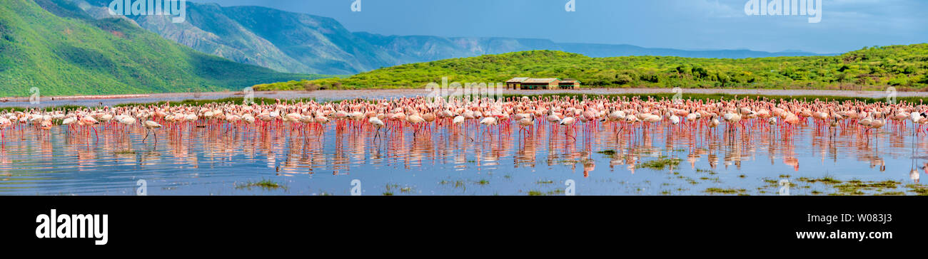 Bogoria Flamingo, Kenia Stockfoto