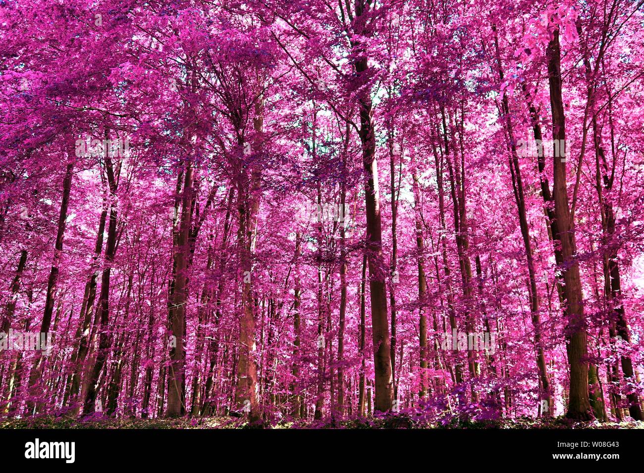 Schöne infrarot Blick in ein lila Fantasy Forest Stockfoto