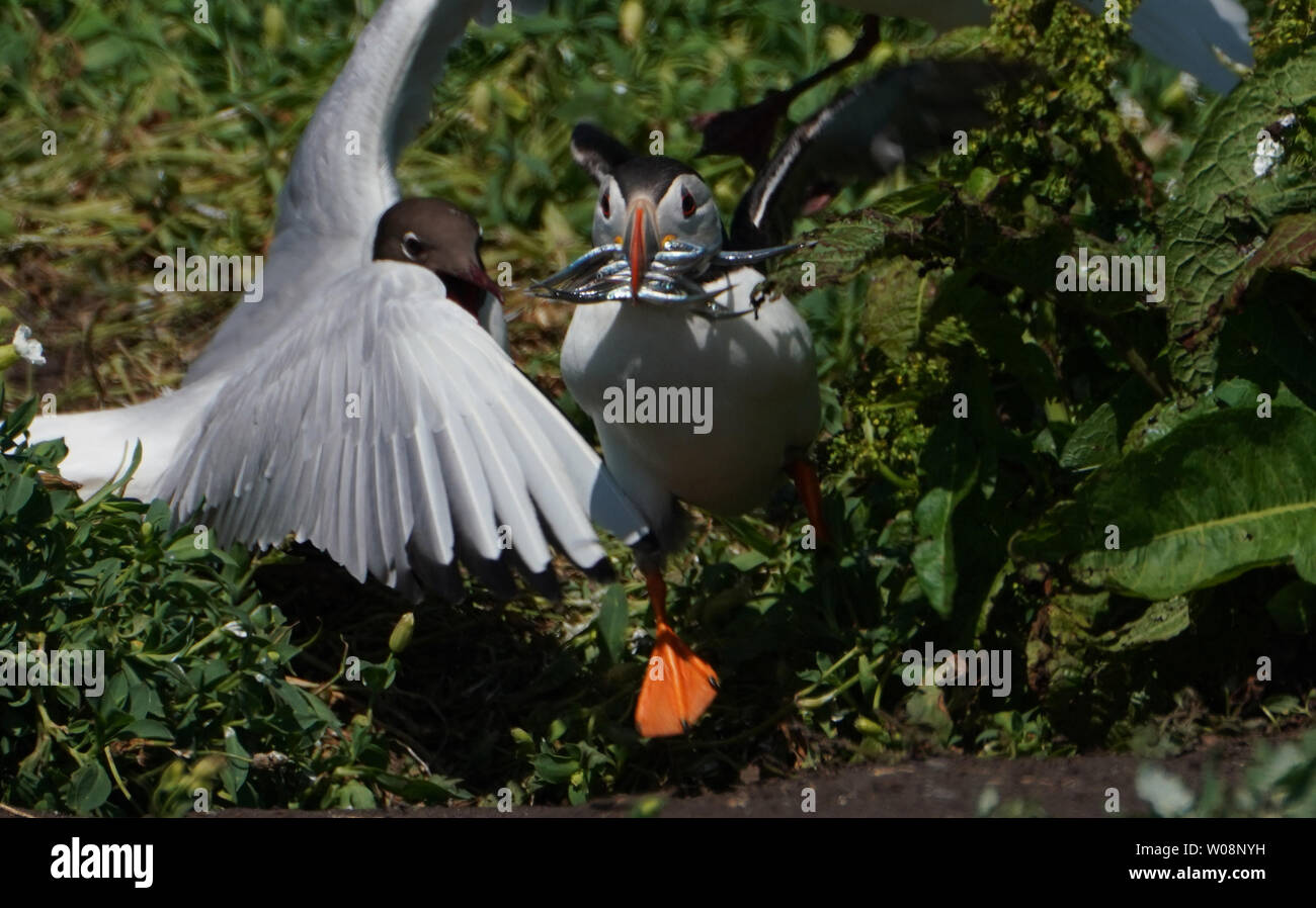 Ein papageientaucher auf die Farne Islands hält Fisch im Schnabel. Zucht Küstenseeschwalben, Papageientaucher, Trottellummen und krähenscharben alle Verluste aufgrund starker Niederschläge auf die Farne Islands Anfang dieses Monats als Küken und pufflings (baby Papageientaucher) waren an ihrem schwächsten. 125 mm Niederschlag fiel in nur 24 Stunden am 13. Juni 2019, fünf Mal die Menge, die in der gesamten Juni fiel im Vorjahr (24,8 mm). Stockfoto