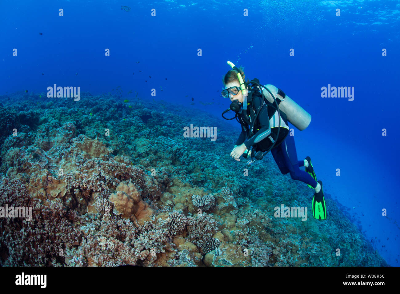 Die 11 Jährige, PADI Junior Open Water Diver, Sean Fleetham (MR), dargestellt Kreuzfahrt über einen Garten von hartkorallen auf molokini Marine erhalten, Ma Stockfoto