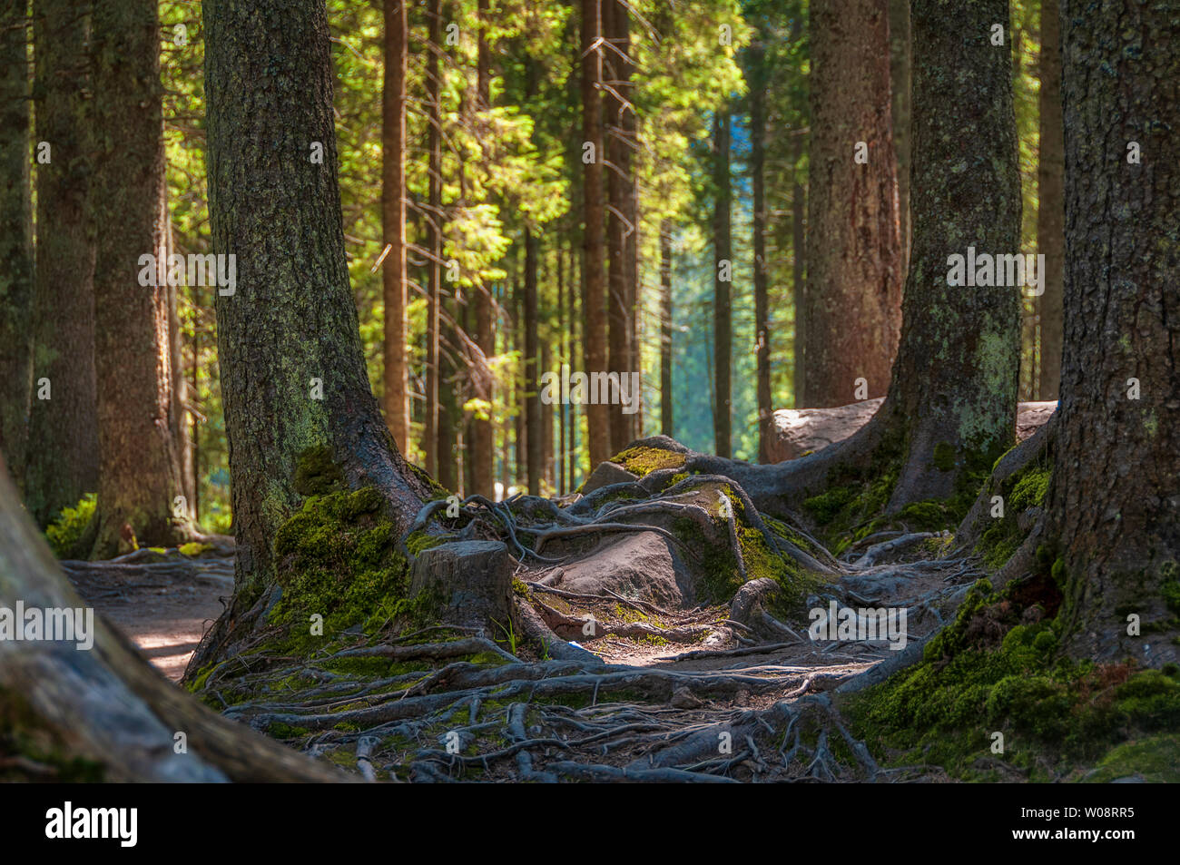 Magic sonnigen Wald. Frühling Morgen in den tiefen Wald. Schöne Szene in den Karpaten. Stockfoto