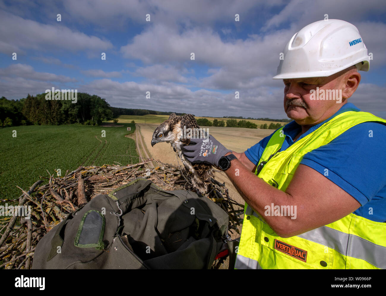 Nisbill, Deutschland. 27 Juni, 2019. Holger Klüger von wemag Aufzüge ein etwa fünf Wochen alten Osprey aus dem Netz und bringt es auf den Boden, um die Kennzeichnung, die Ringe zu befestigen. Mit Unterstützung des Energieversorgers WEMAG, junge Greifvögel und Störche bis Anfang Juli beringt werden. Über 208 Brutpaare und 350 junge Vögel wurden im letzten Jahr in Mecklenburg-Vorpommern gezählt. Credit: Jens Büttner/dpa-Zentralbild/dpa/Alamy leben Nachrichten Stockfoto