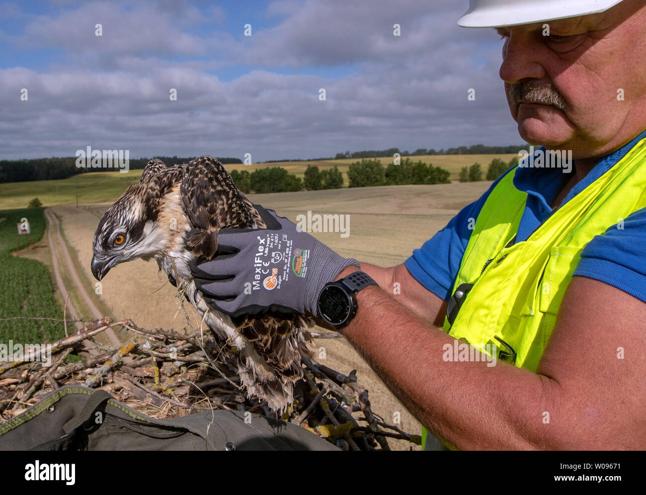 Nisbill, Deutschland. 27 Juni, 2019. Holger Klüger von wemag Aufzüge ein etwa fünf Wochen alten Osprey aus dem Netz und bringt es auf den Boden, um die Kennzeichnung, die Ringe zu befestigen. Mit Unterstützung des Energieversorgers WEMAG, junge Greifvögel und Störche bis Anfang Juli beringt werden. Über 208 Brutpaare und 350 junge Vögel wurden im letzten Jahr in Mecklenburg-Vorpommern gezählt. Credit: Jens Büttner/dpa-Zentralbild/dpa/Alamy leben Nachrichten Stockfoto