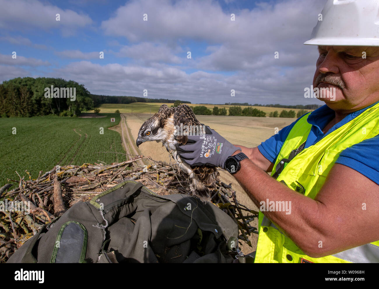 Nisbill, Deutschland. 27 Juni, 2019. Holger Klüger von wemag Aufzüge ein etwa fünf Wochen alten Osprey aus dem Netz und bringt es auf den Boden, um die Kennzeichnung, die Ringe zu befestigen. Mit Unterstützung des Energieversorgers WEMAG, junge Greifvögel und Störche bis Anfang Juli beringt werden. Über 208 Brutpaare und 350 junge Vögel wurden im letzten Jahr in Mecklenburg-Vorpommern gezählt. Credit: Jens Büttner/dpa-Zentralbild/dpa/Alamy leben Nachrichten Stockfoto