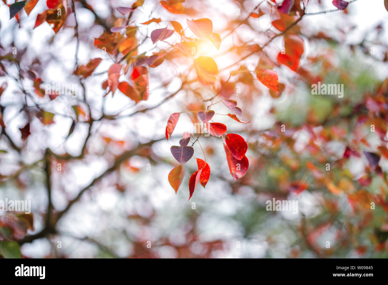 Ahorn-Blätter im winter Stockfoto