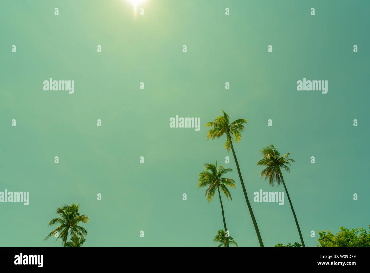 Strahlend blauen Himmel retro Farben mit langen Kokospalmen winken in Breeze gegen den klaren blauen Himmel und Sonne. Stockfoto