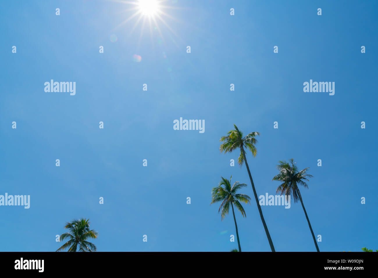 Strahlend blauen Himmel mit langen Kokospalmen winken in Breeze gegen den klaren blauen Himmel und Sonne. Stockfoto