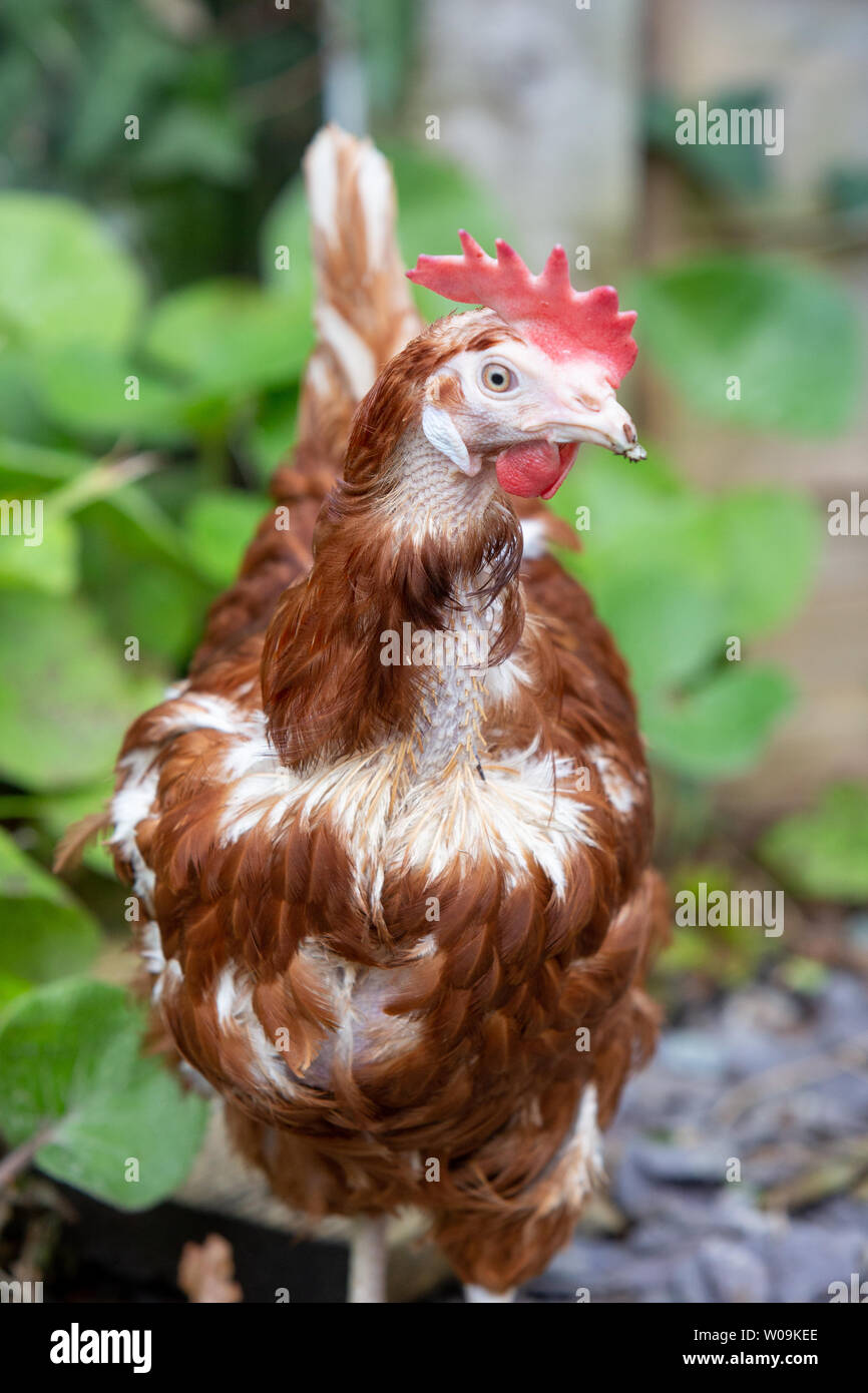 Rescue Hühner frei in ihren neuen Free Range Hinterhof. Lohmann Brown Rasse Stockfoto