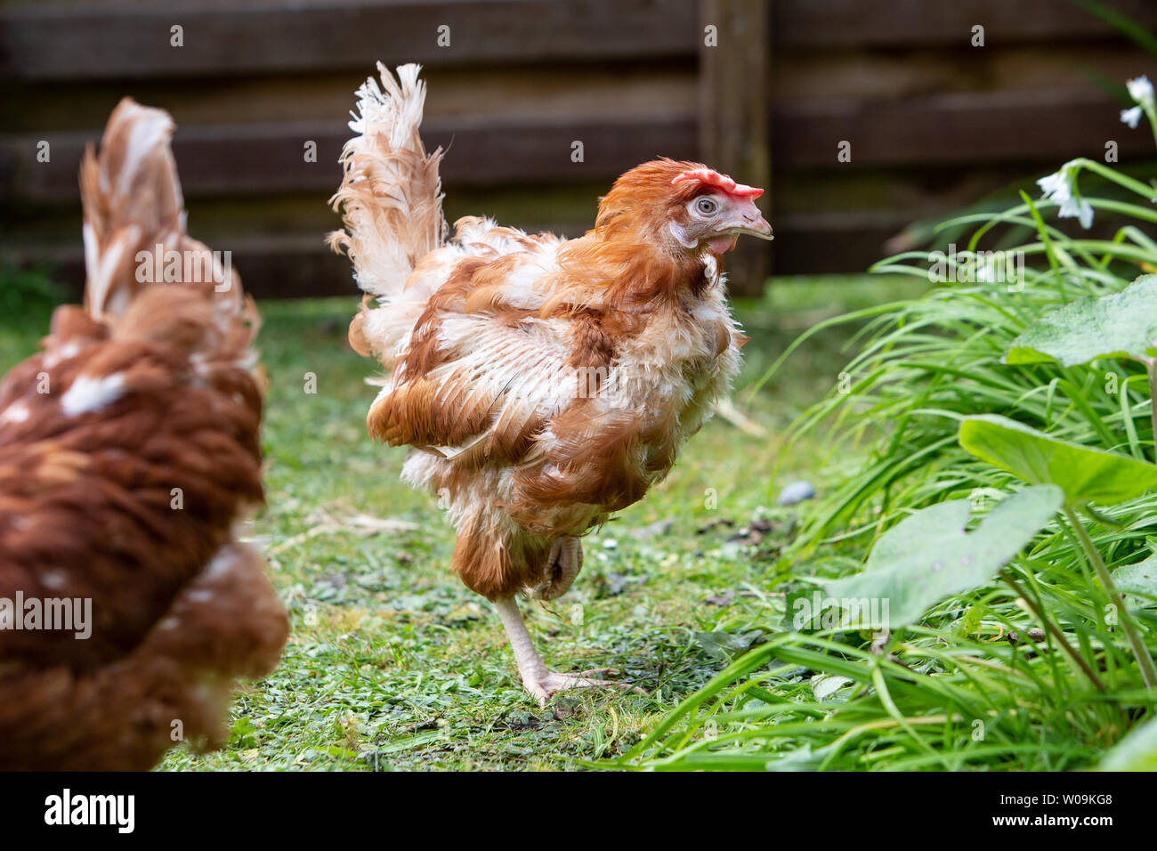 Rescue Hühner frei in ihren neuen Free Range Hinterhof. Lohmann Brown Rasse Stockfoto