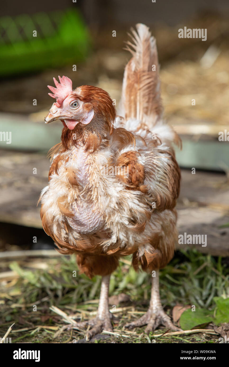 Rescue Hühner frei in ihren neuen Free Range Hinterhof. Lohmann Brown Rasse Stockfoto