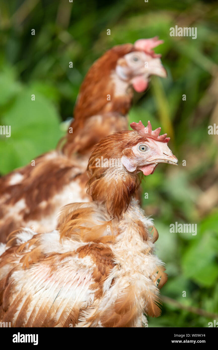 Rescue Hühner frei in ihren neuen Free Range Hinterhof. Lohmann Brown Rasse Stockfoto