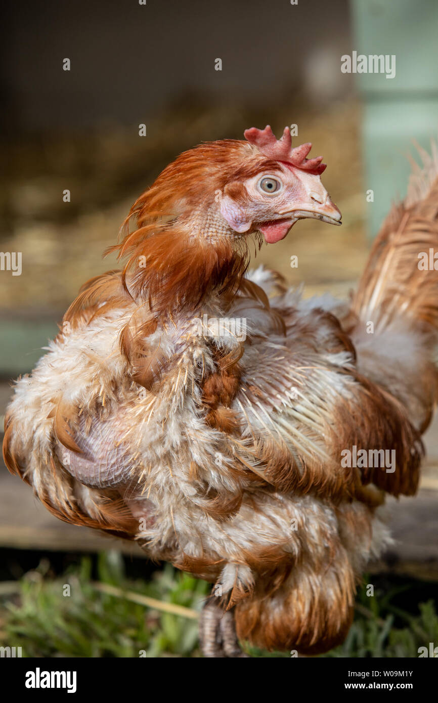 Rescue Hühner frei in ihren neuen Free Range Hinterhof. Lohmann Brown Rasse Stockfoto