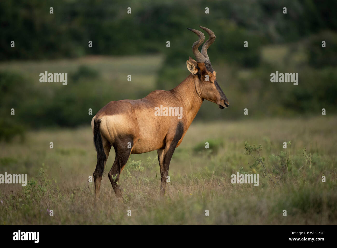 Red Hartebeest, Alcelaphus caama, Amakhala Game Reserve, Südafrika Stockfoto