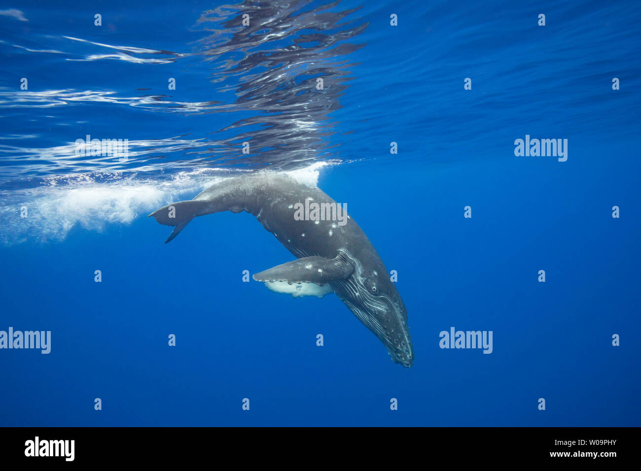 Buckelwal, Megaptera novaeangliae, Unterwasser, Hawaii. Stockfoto