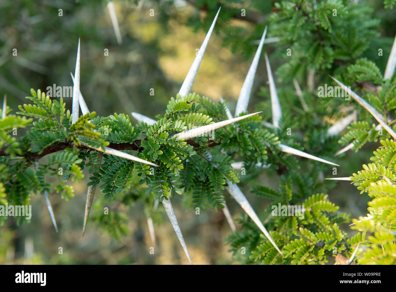 Acacia Karroo, Vachellia Karroo, Amakhala Game Reserve, Südafrika Stockfoto