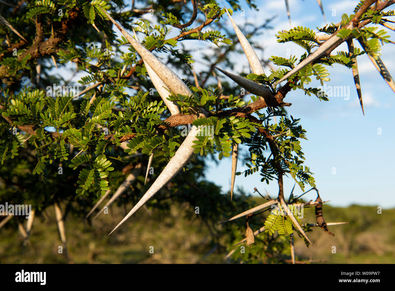 Acacia Karroo, Vachellia Karroo, Amakhala Game Reserve, Südafrika Stockfoto