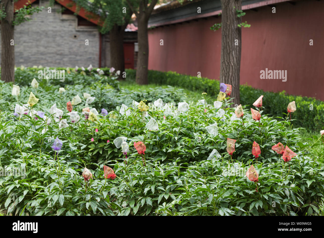 Beste pfingstrose zum pflanzen Stockfotos und bilder Kaufen Alamy