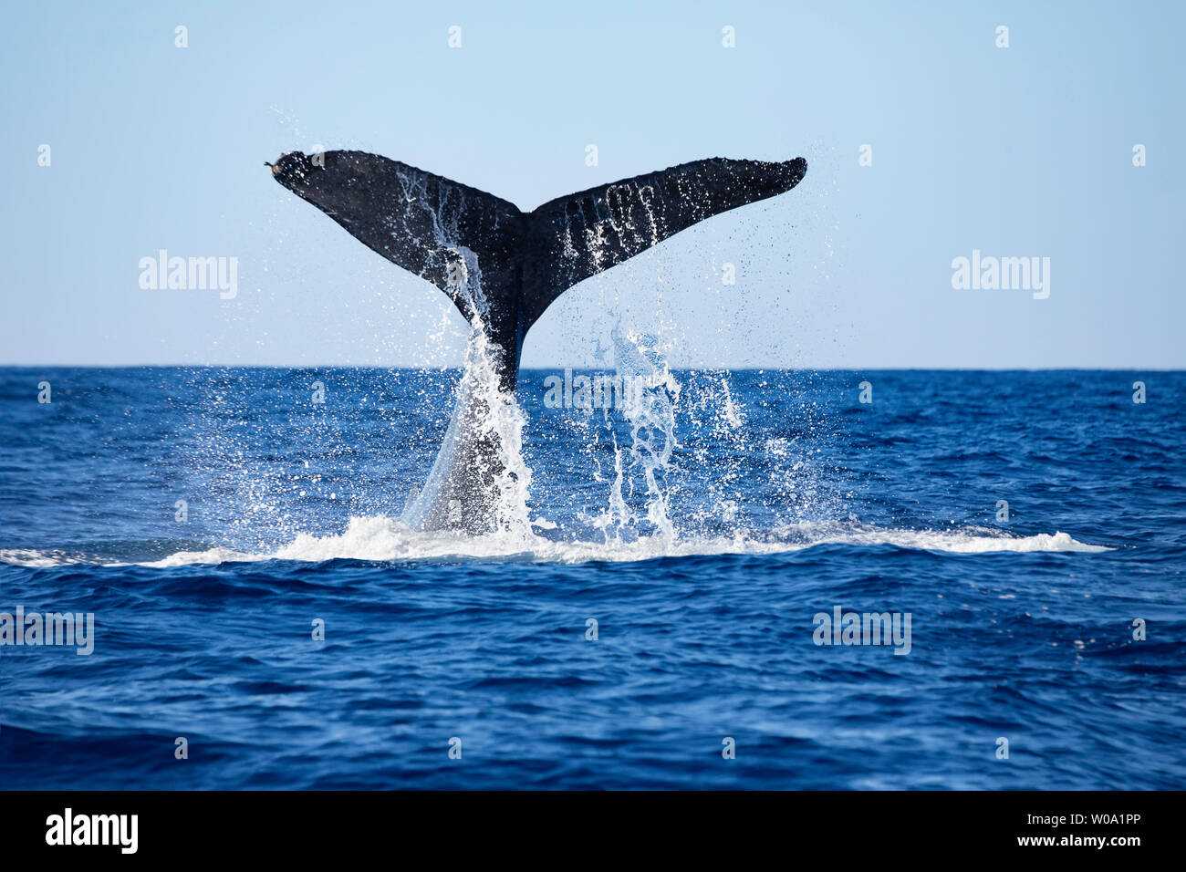 Das Stampfen auf der Oberfläche der Schwanz einer Buckelwale, Megaptera novaeangliae, wird gedacht, eine Form der Kommunikation, Hawaii zu sein. Stockfoto