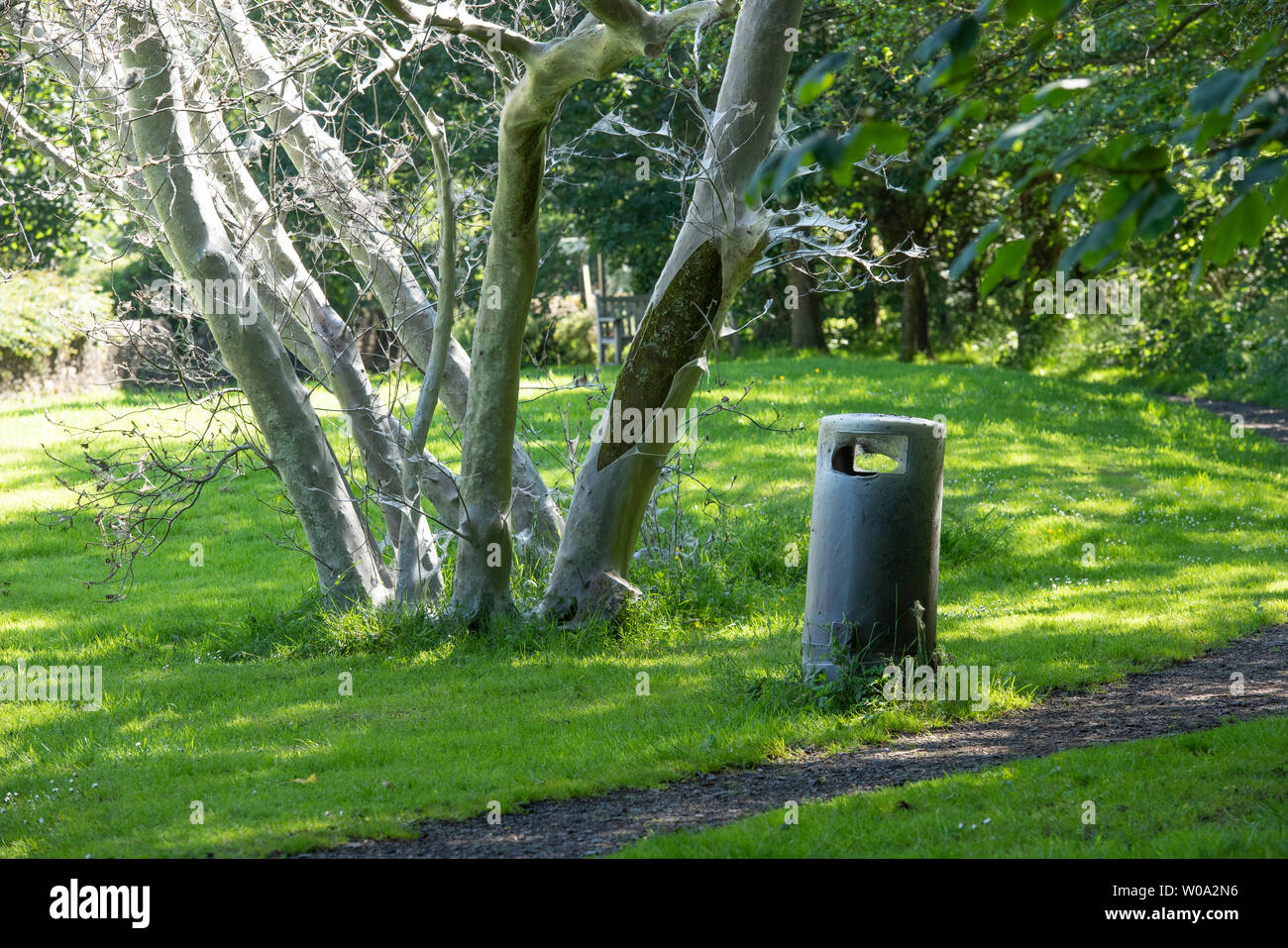 Clitheroe, Lancashire, UK. 27 Juni, 2019. Tausende von hungrigen Hermelin Nachtfalter Raupen eine Eibe in eine Ghost tree Dunsop Brücke, Clitheroe, Lancashire. Die hungrigen Raupen spinnen die Web-sites, um sich selbst zu schützen, während sie auf den Baum hinter Vorschub und kann in der Nähe von Objekten wie diese Abfallbehälter. Die Bahnen verschwinden langsam über dem Sommer und der Baum wird wahrscheinlich erholen. Quelle: John Eveson/Alamy leben Nachrichten Stockfoto