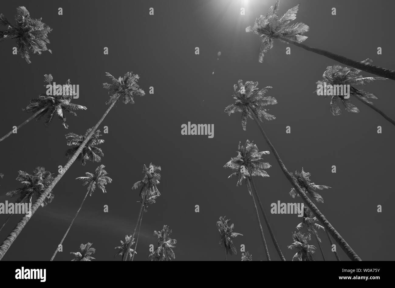 Infrarot Wirkung geringer Sicht tropische Kokospalmen vor blauem Himmel und Objektivreflexionen. Stockfoto