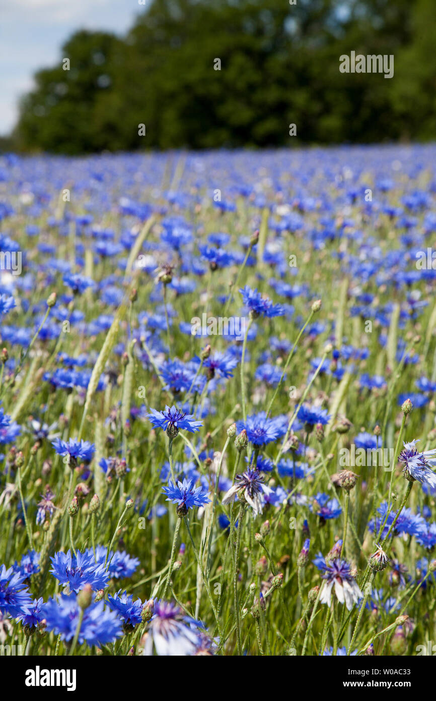 CENTAURED CYANUS Kornblume wuchs als Unkraut in cornfield ist auch nationale Blume von Estland Stockfoto