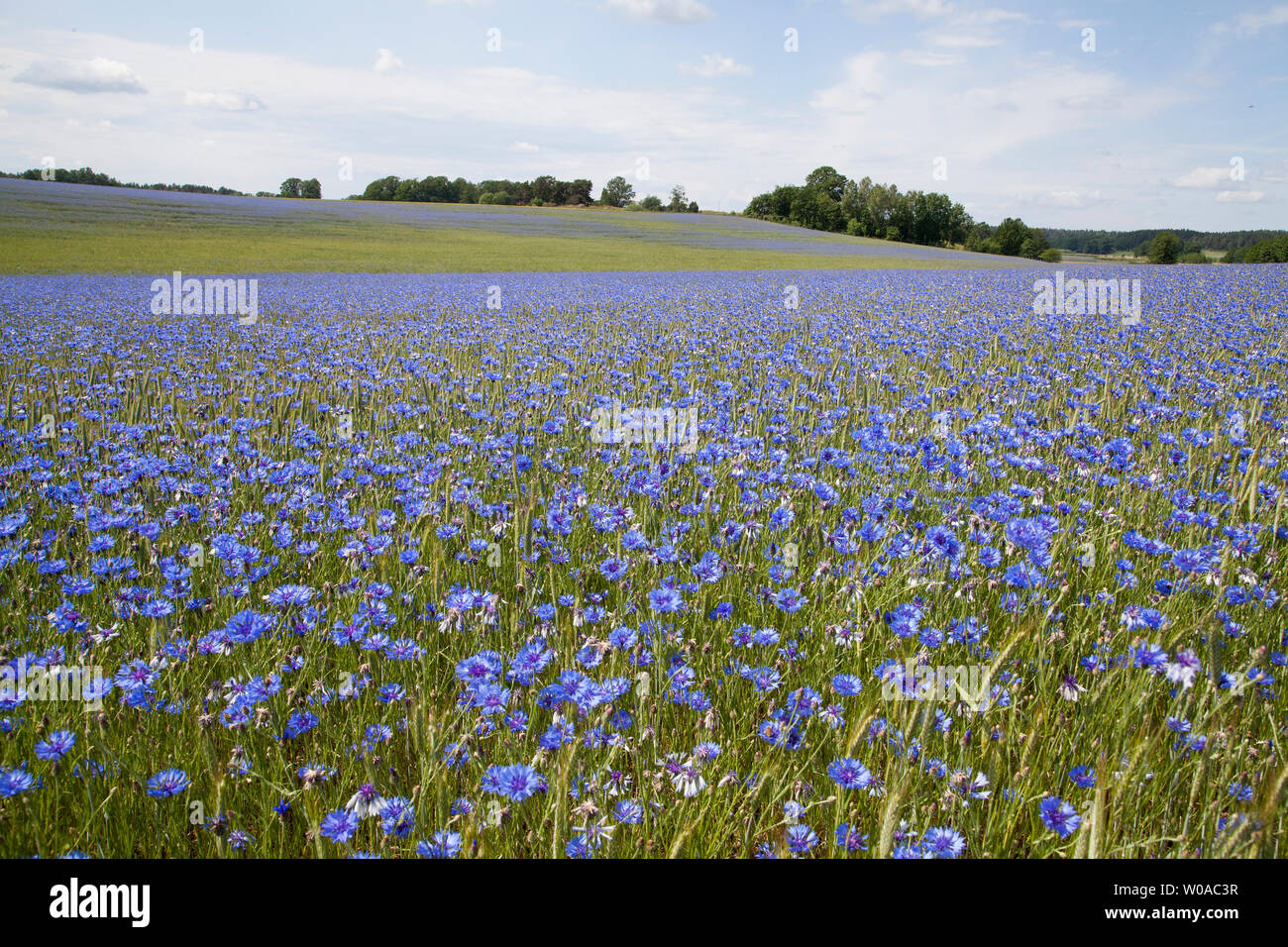 CENTAURED CYANUS Kornblume wuchs als Unkraut in cornfield ist auch nationale Blume von Estland Stockfoto