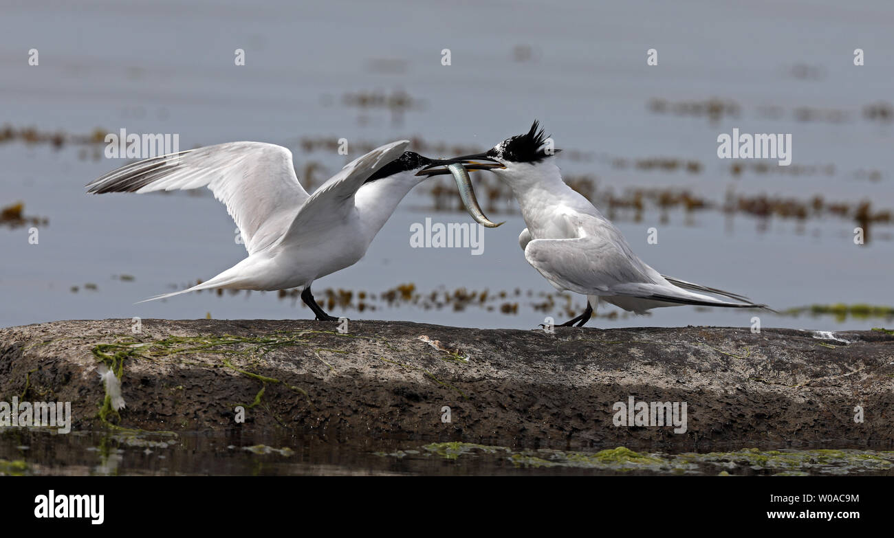 Sandwich-Seeschwalbe, die junge Menschen mit Sandalen füttert, an der Ostseeküste Stockfoto