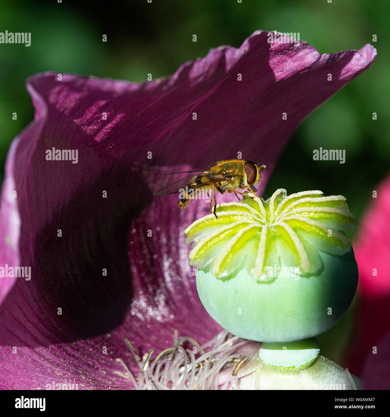 Ein Hoverfly genießen die Wärme auf einem violetten Schlafmohn in einem Garten in Alsager Cheshire England Vereinigtes Königreich Großbritannien Stockfoto