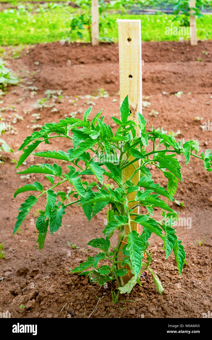 Junge Tomatenpflanze im heimischen Garten wachsen. Stockfoto