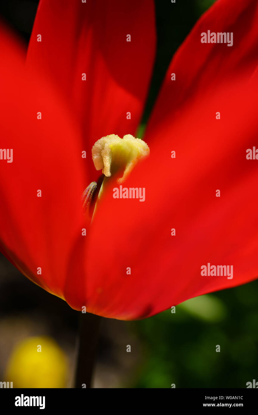 Detail einer vibrant red tulip. Stockfoto