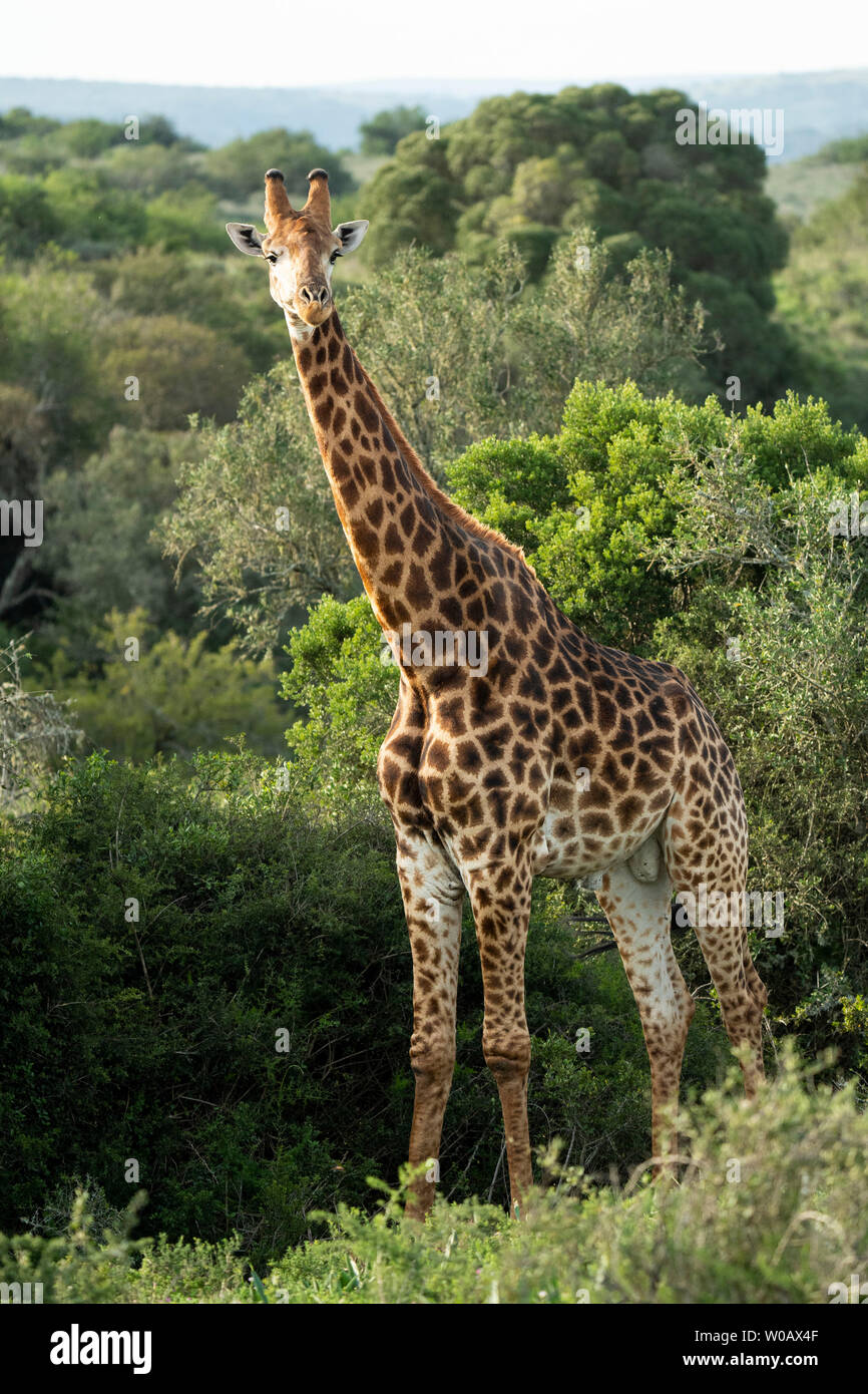 Südliche giraffe Giraffa Camelopardalis giraffa,, Amakhala Game Reserve, Südafrika Stockfoto