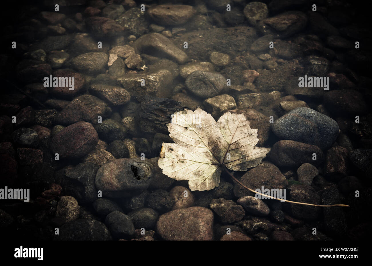 Ein Blatt unter das Wasser des Loch Ness, Fort Augustus, Schottland, Großbritannien. Stockfoto