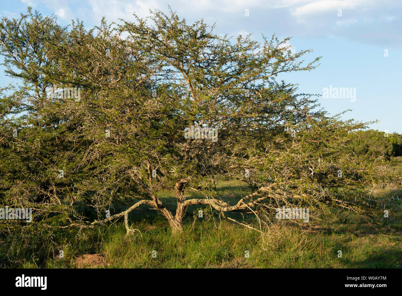 Acacia Karroo, Vachellia Karroo, Amakhala Game Reserve, Südafrika Stockfoto