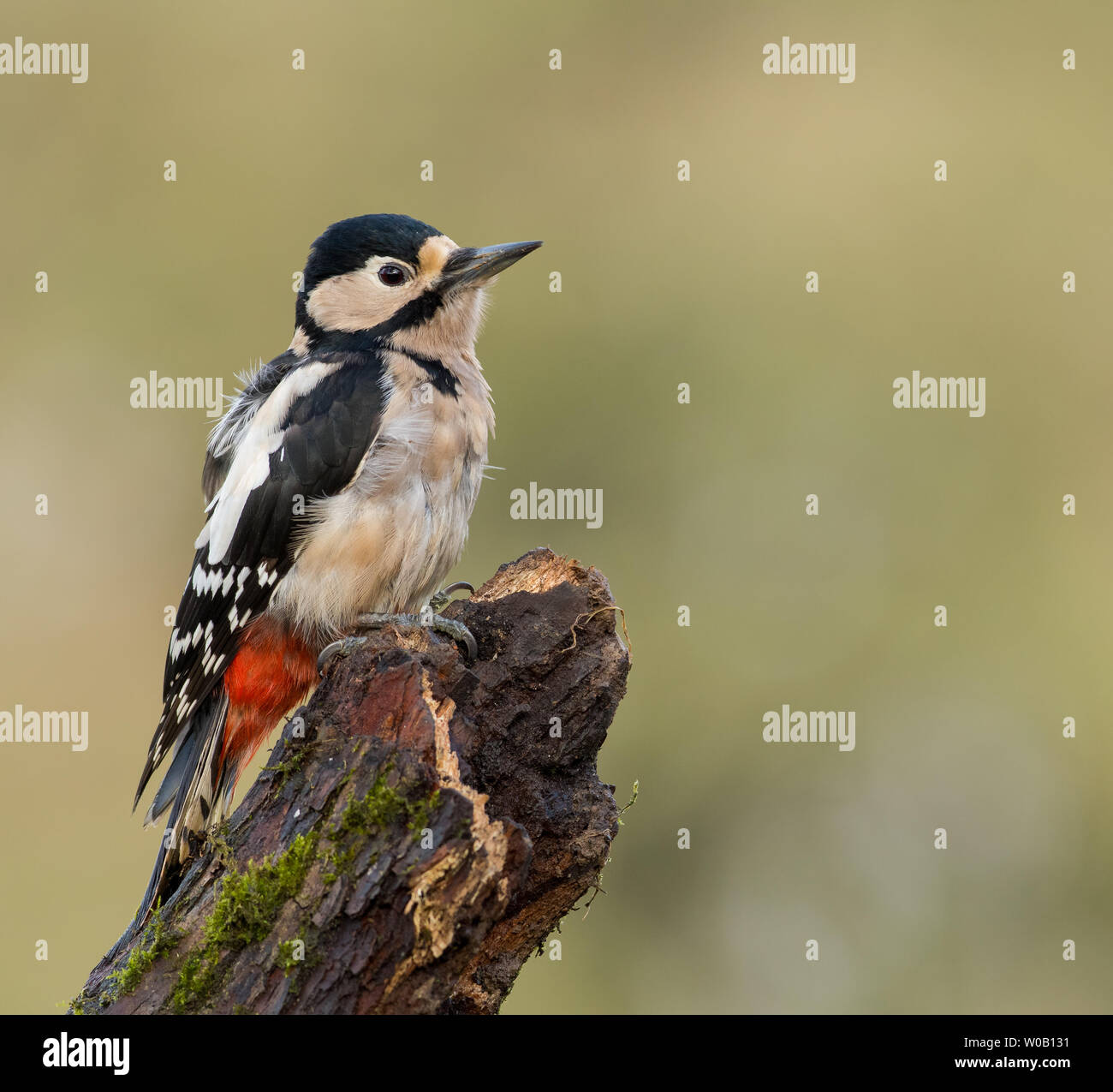 Ein Buntspecht (Dendrocopos major) auf einem Baumstamm gehockt Stockfoto