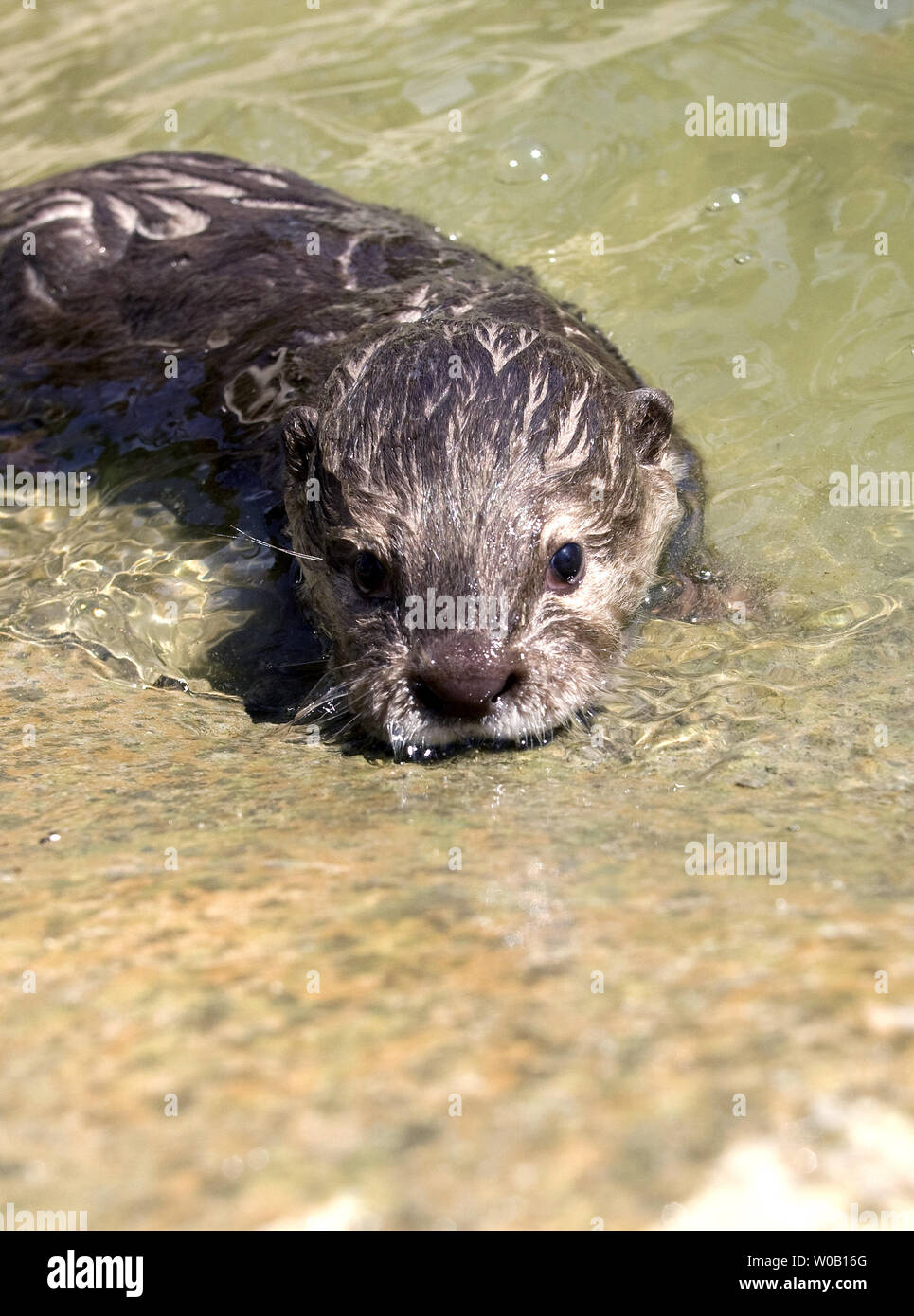 Sidney, eine drei Monate alte männliche Asiatische Small - kratzte Otter, erforscht eine leere tiger Gehäuse, im Six Flags Discovery Kingdom, Vallejo, Kalifornien, am 23. Juli 2009. (UPI Foto/Ken James) Stockfoto