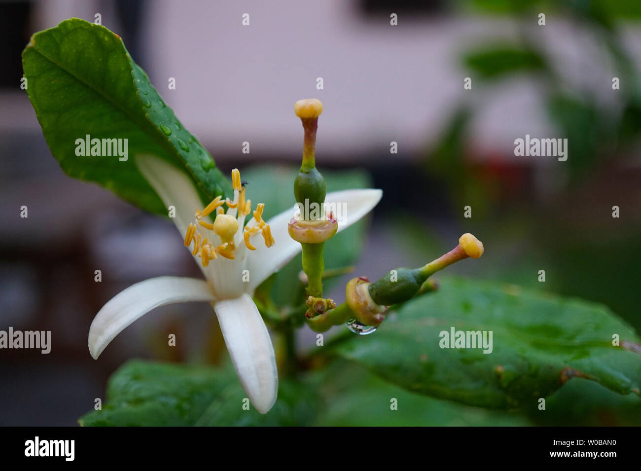 Blühenden Zitronen blühen Blumen auf Lemon Tree mit Beginn wachsen Zitronen Stockfoto