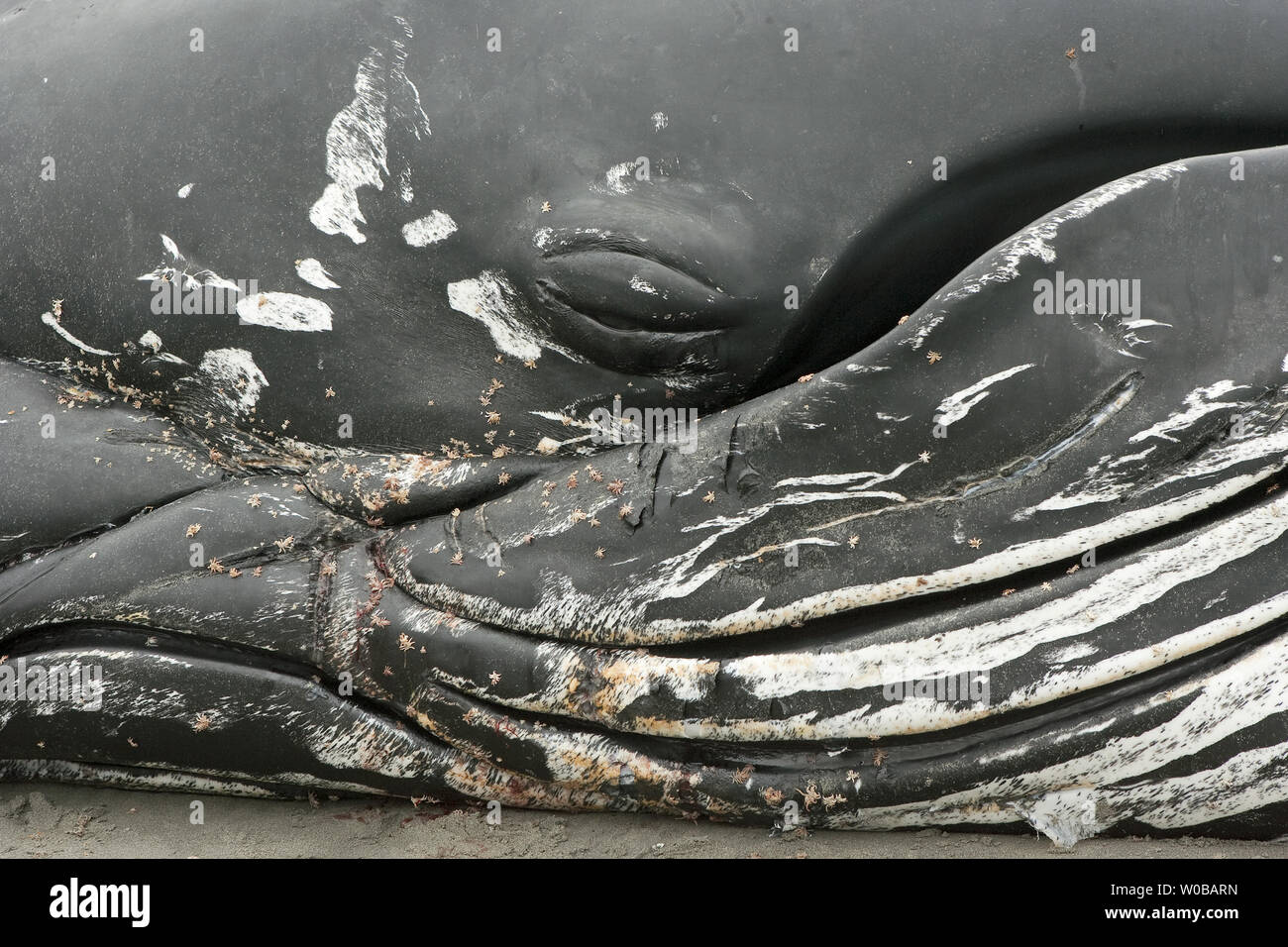 Durch den Tag Massen von Menschen sehen eine acht bis zehn Meter langen JUVENILEN Buckelwal, welche kurz nach dem Waschen auf dem Strand in White Rock in der Nähe von Vancouver, British Columbia, am frühen Morgen, 12. Juni 2012 gestorben ist, trotz der Bemühungen von Menschen, die versucht, es zu speichern. Der Wal war vernarbt, Läuse und offenen Geschwüren bedeckt und erschien unterernährt, wahrscheinlich zu schwach am frühen Morgen eingehende Flut zu kämpfen. UPI/Heinz Ruckemann Stockfoto