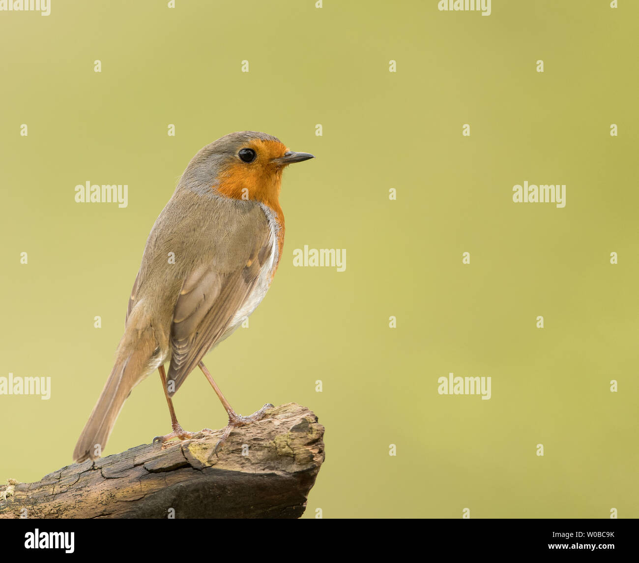 Ein europäischer Robin (Erithacus rubecula) thront vor einem sauberen Hintergrund Stockfoto