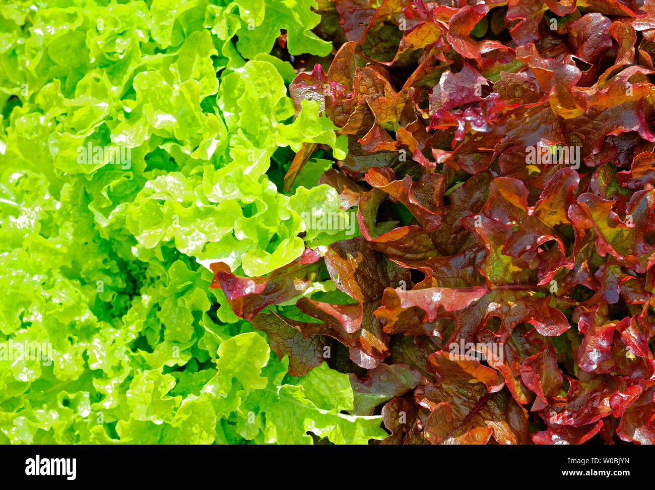 Kopfsalat Grün und Rot Halb und Halb Stockfoto