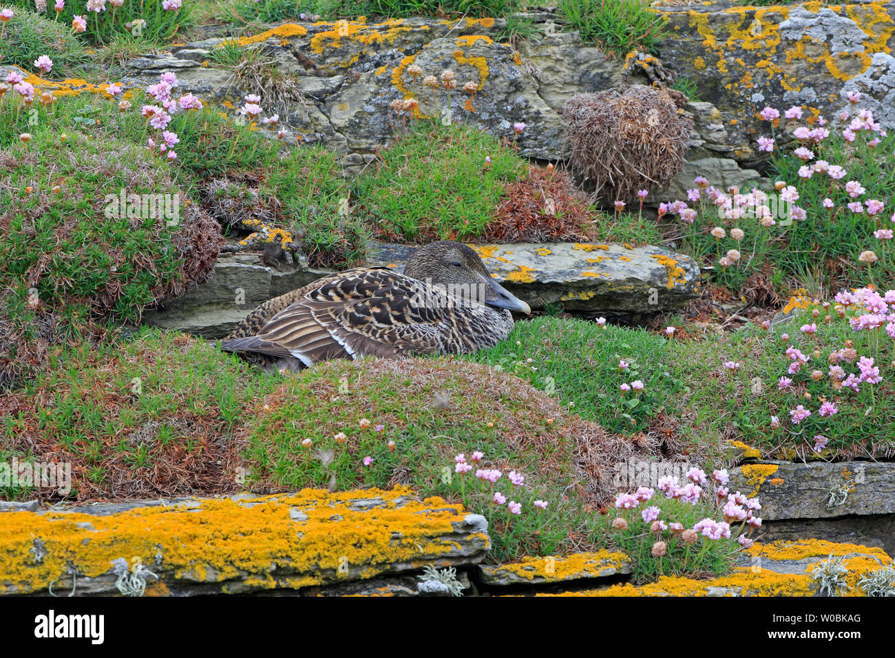 Weibliche gemeinsame Eider auf einem Nest durch Sparsamkeit umgeben Stockfoto