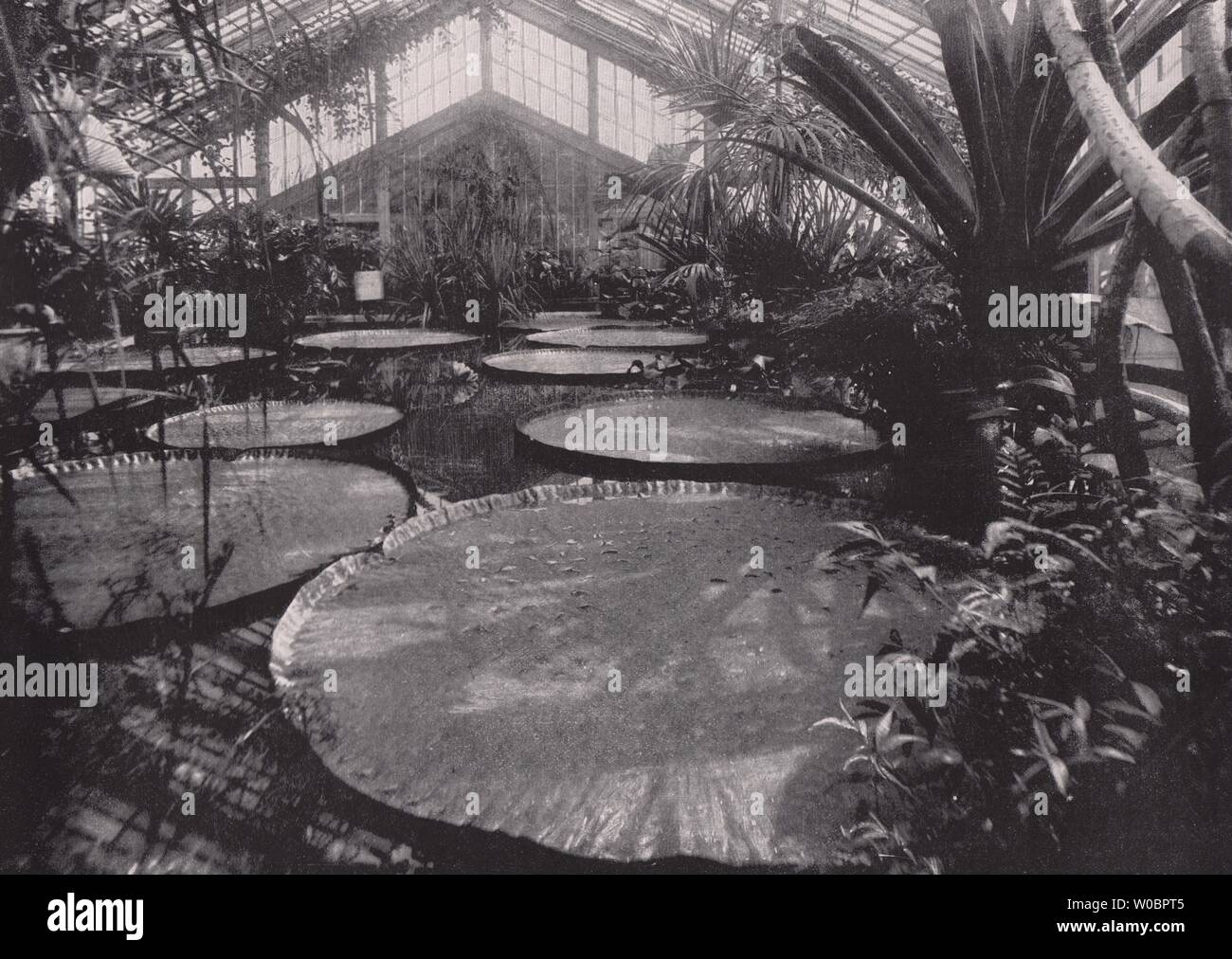 Kew Gardens - Der gigantische Victoria Regina im Tropenhaus. London 1896. Stockfoto
