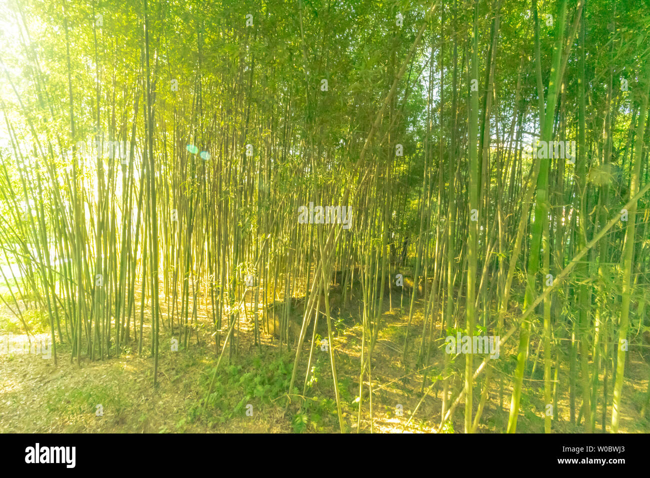 Morgen Licht im Wald Stockfoto