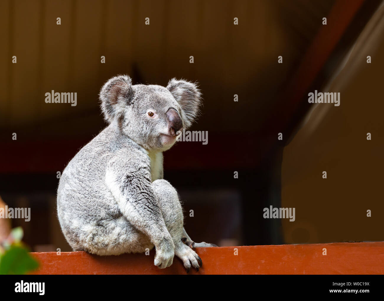 Ein Portrait Bild von einem süßen wilden grauen Koala Stockfoto