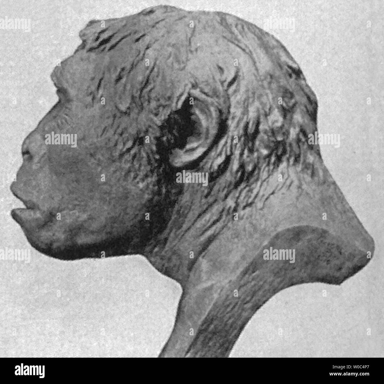 Ein 1922 Wiederaufbau der Schädel von Java Mann (auf Trinil2-basiert). Stockfoto