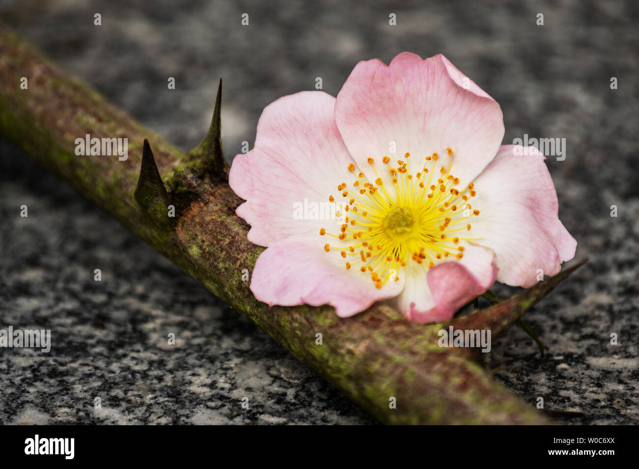 Blume Hagebutten mit drei Spitzen auf dem Marmor board Stockfoto