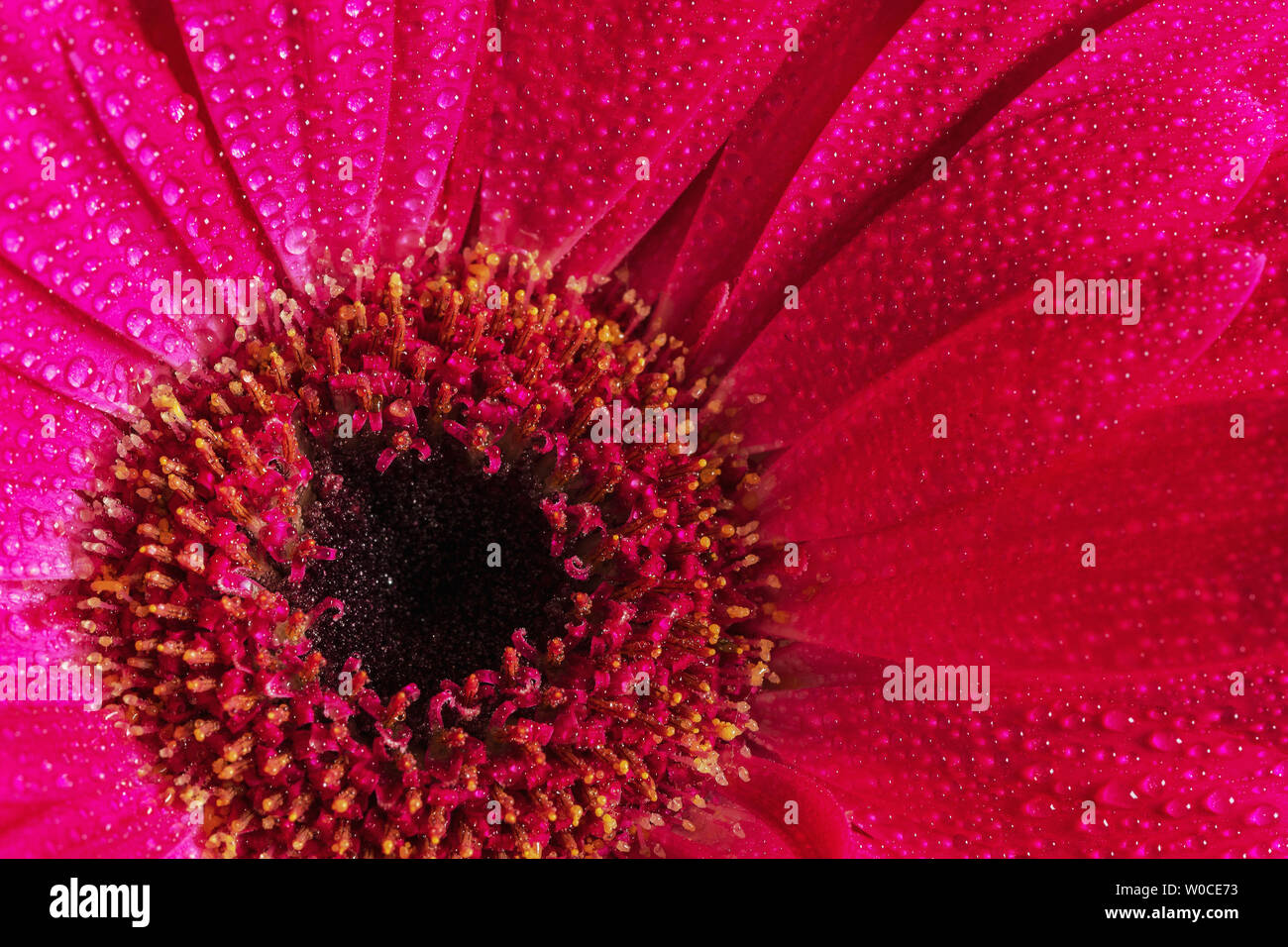 In der Nähe von Rosa Gerbera center mit Tautropfen. Stockfoto